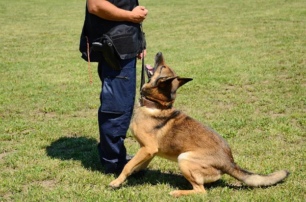 Oficial de policía K9 con su perro en entrenamiento —  Fotos de Stock