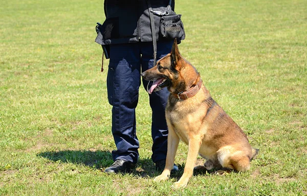 K9 polis med sin hund i utbildning — Stockfoto