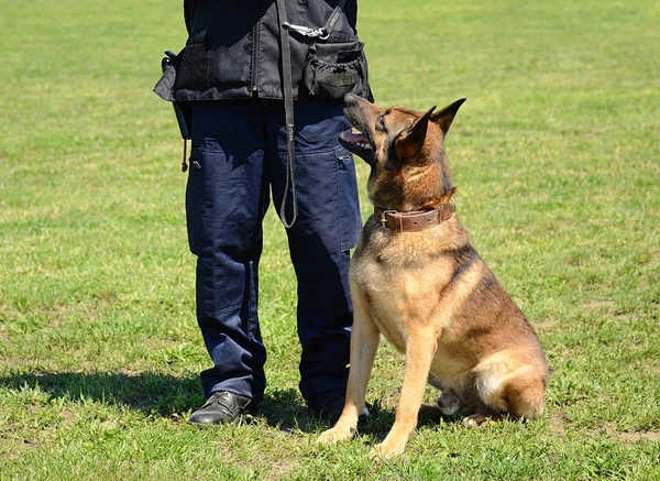 K9 polis med sin hund i utbildning — Stockfoto