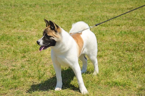 Akita dog — Stock Photo, Image