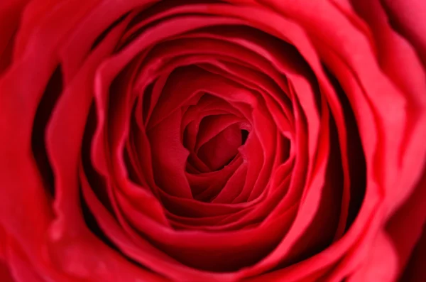 Close-up foto van een roos — Stockfoto