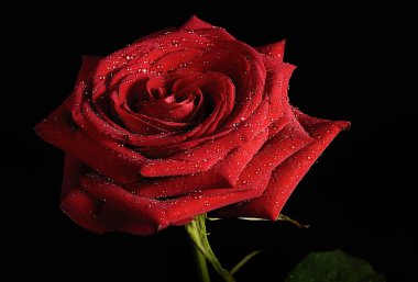 Koyu arka plan üzerine gül izole