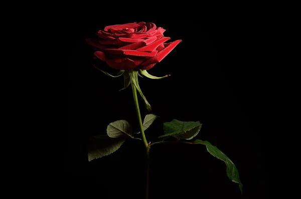 Rose isolerad på mörk bakgrund — Stockfoto