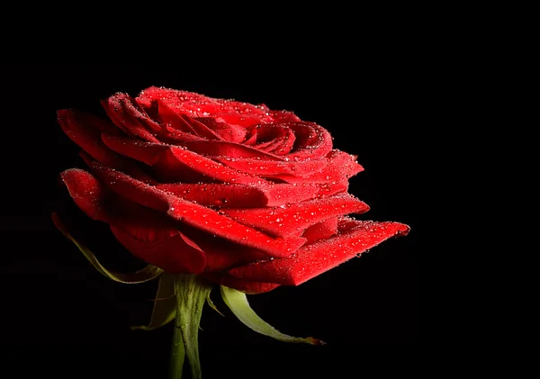 Rosa isolada sobre fundo escuro — Fotografia de Stock