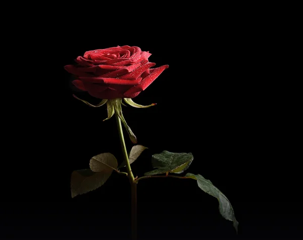 Rose, samostatný na tmavém pozadí — Stock fotografie