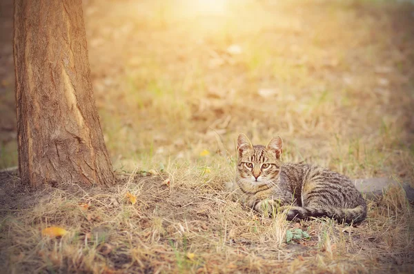 Gato descansando em um dia ensolarado — Fotografia de Stock