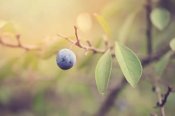 Soft photo of a blue sloe berry — Stock Photo, Image