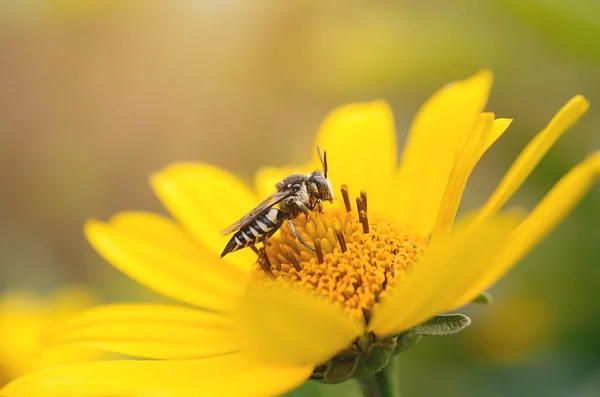 Bi på gul blomma — Stockfoto