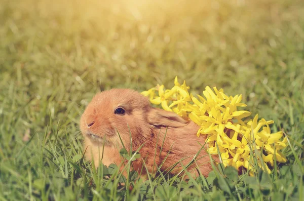 Little rabbit on green grass — Stock Photo, Image