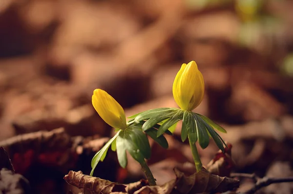 Acónito de invierno a principios de primavera — Foto de Stock