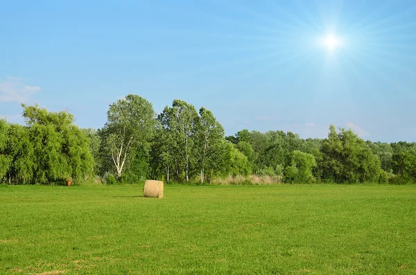 Campo verde en verano —  Fotos de Stock