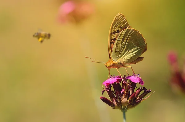 Zasněné fotografie krásného motýla — Stock fotografie