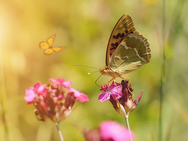 Photo rêveuse d'un beau papillon — Photo