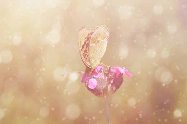 Dreamy photo of a beautiful butterfly — Stock Photo, Image