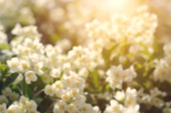 Foto sfocata di fiori bianchi Fotografia Stock