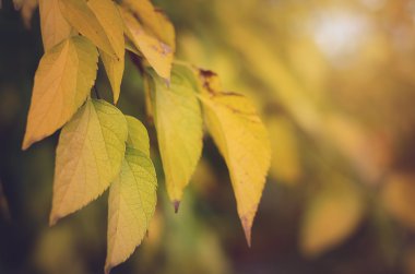 Portre fotoğraf günbatımı ayrıntılı yaprak