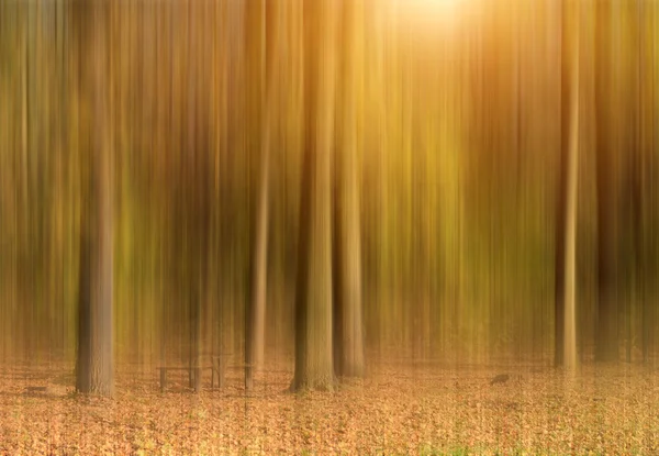 Hareket eden soyut orman bulanıklığı — Stok fotoğraf