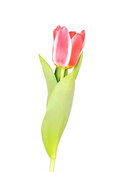 Tulipa vermelha isolada no fundo branco — Fotografia de Stock