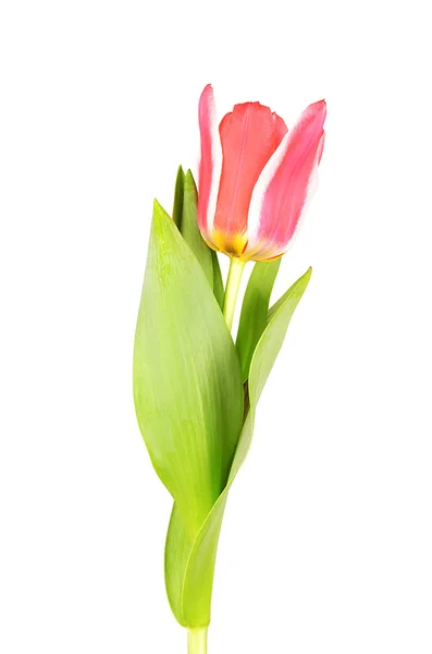 Rote Tulpe isoliert auf weißem Hintergrund — Stockfoto