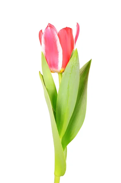 Tulipa vermelha isolada no fundo branco — Fotografia de Stock