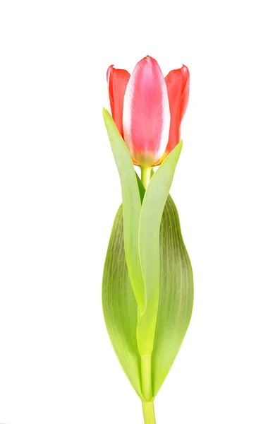 Tulipa vermelha isolada no fundo branco — Fotografia de Stock