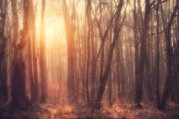 Floresta ao pôr do sol — Fotografia de Stock