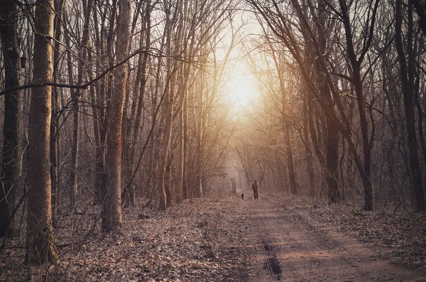 Forêt au coucher du soleil — Photo