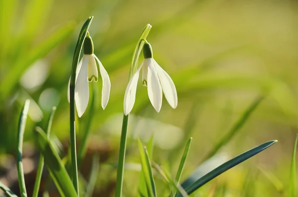 Beautiful snowdrop flower blooming in garden — Stock Photo, Image