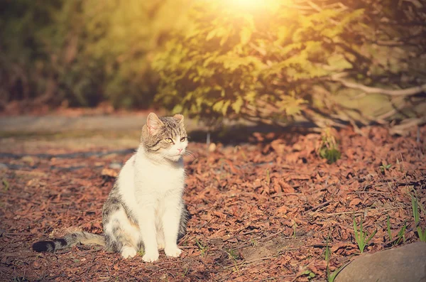 花园里的猫 — 图库照片