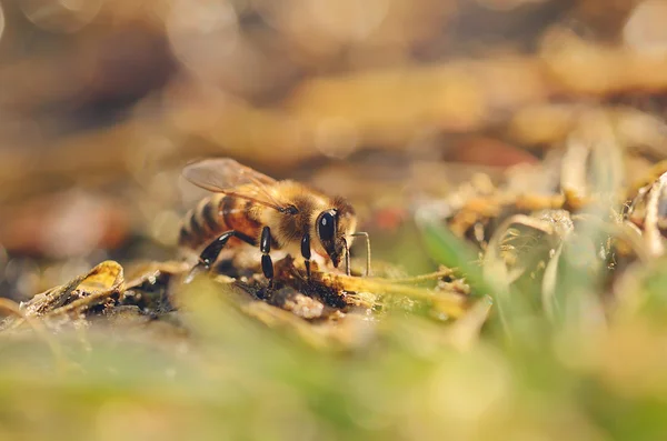 Foto de cerca de la abeja miel —  Fotos de Stock