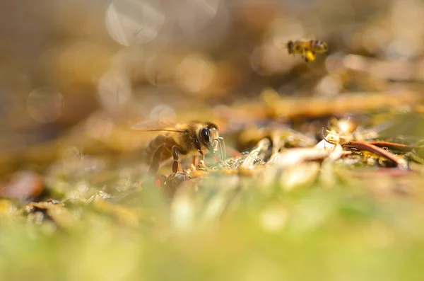 Фото крупного плана медоносной пчелы — стоковое фото