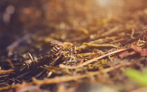 Photo rapprochée de l'abeille domestique — Photo