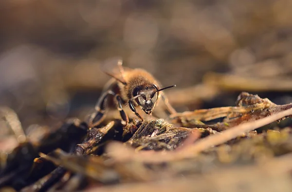 Closeup fotografie honey Bee — Stock fotografie