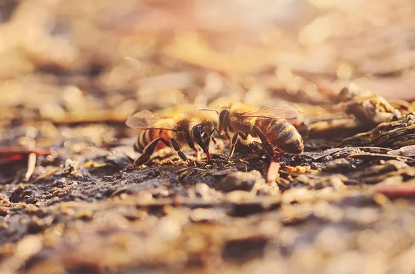 Foto de cerca de la abeja miel — Foto de Stock