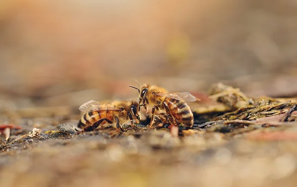 Närbild foto av honungsbiet — Stockfoto