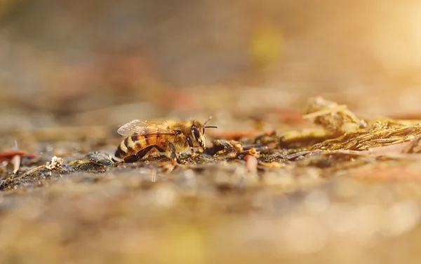 Foto primo piano di ape miele — Foto Stock