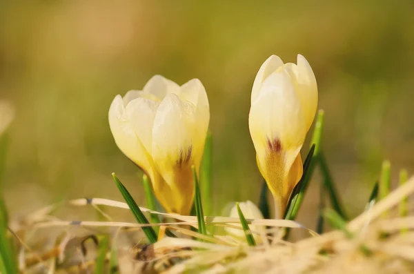 Closeup photo of crocus bud — Stock Photo, Image