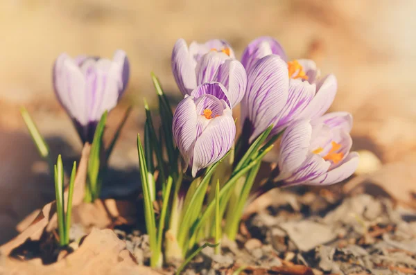 Närbild foto av crocus blommor — Stockfoto