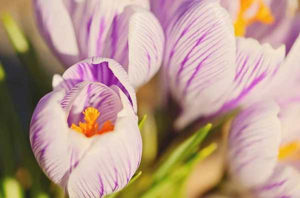 Closeup photo of crocus flowers — Stock Photo, Image