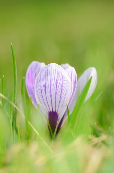 Miękkie zdjęcie krokus kwiat — Zdjęcie stockowe