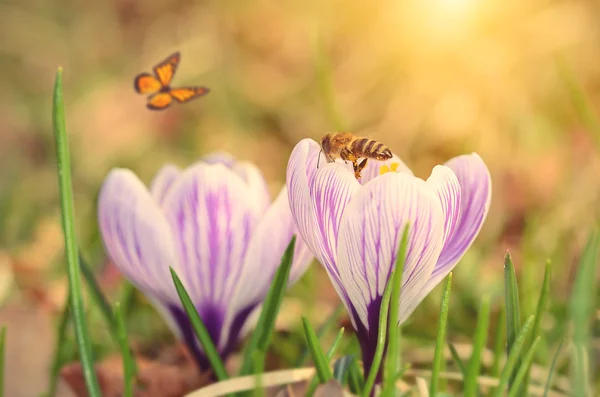 Miękkie zdjęcie krokus kwiat — Zdjęcie stockowe
