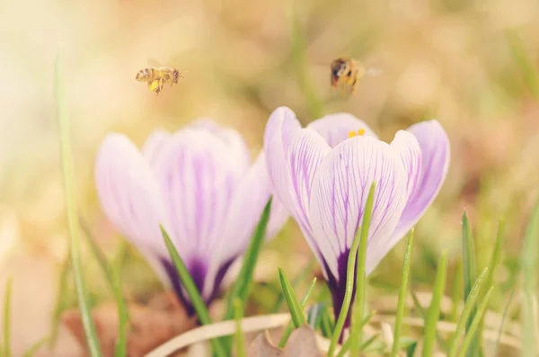 Foto suave de flor de azafrán —  Fotos de Stock