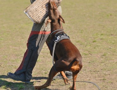 Doberman Pinscher
