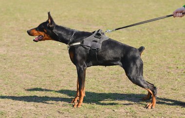 Doberman Pinscher