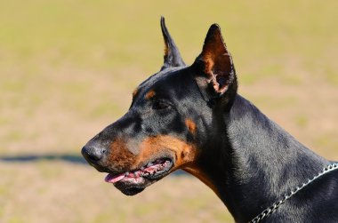Bir Doberman Pinscher portre fotoğrafı
