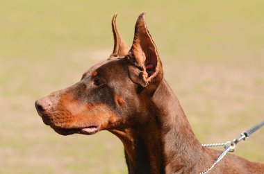 Doberman Pinscher