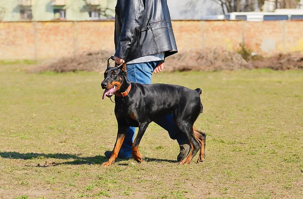 Doberman Pinscher — Foto Stock