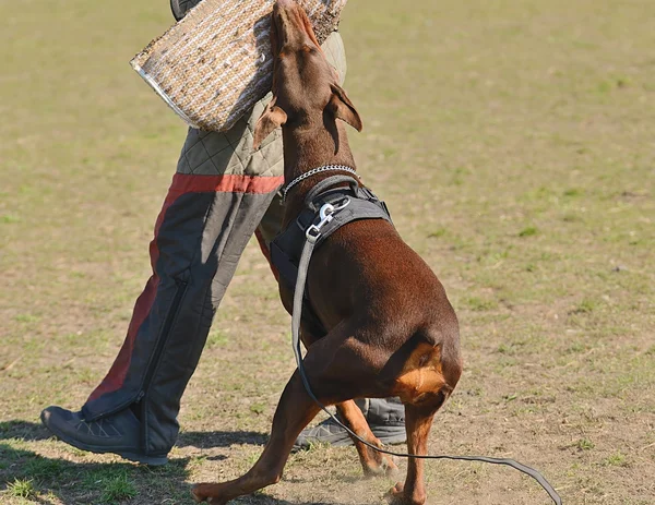 Doberman Pinscher — Stock Photo, Image