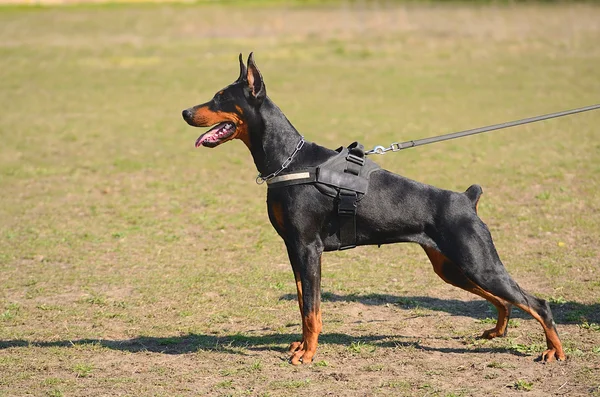 Doberman Pinscher — Fotografia de Stock