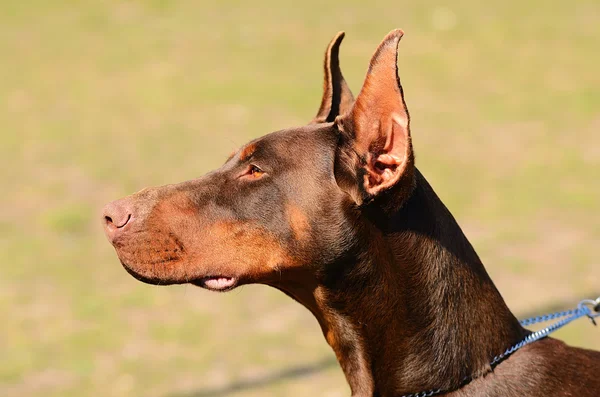 Foto primo piano di un Doberman Pinscher — Foto Stock